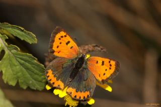 Benekli Bakr Gzeli (Lycaena phlaeas)