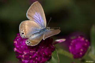 Krlangkuyruk (Papilio machaon)