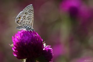 Mavi Zebra (Leptotes pirithous)