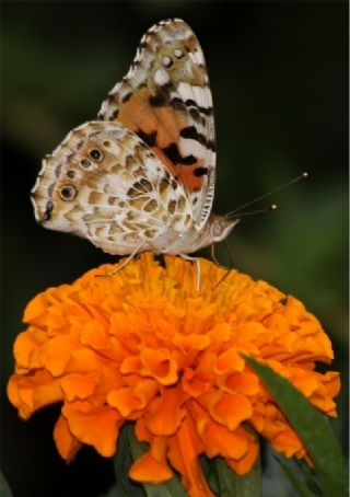 Diken Kelebei (Vanessa cardui)