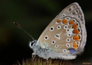 okgzl Mavi (Polyommatus icarus)