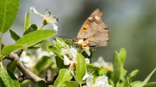 itlembik Kelebei (Libythea celtis)