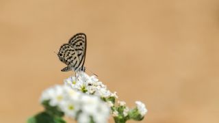 Balkan Kaplan (Tarucus balkanicus)