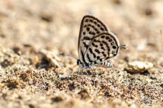 Balkan Kaplan (Tarucus balkanicus)