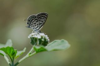 Balkan Kaplan (Tarucus balkanicus)