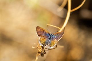 Balkan Kaplan (Tarucus balkanicus)