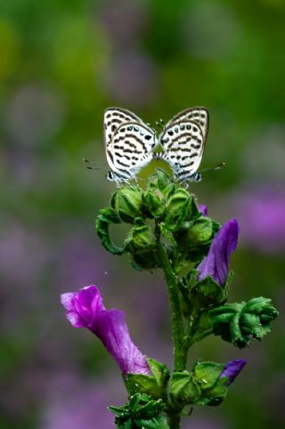 Balkan Kaplan (Tarucus balkanicus)