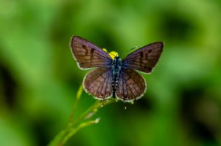 Balkan Kaplan (Tarucus balkanicus)