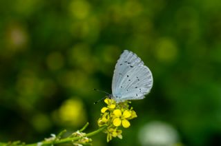 Kutsal Mavi (Celastrina argiolus)