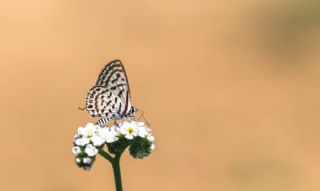 Balkan Kaplan (Tarucus balkanicus)