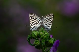 Sar Antenli Zpzp (Thymelicus sylvestris)