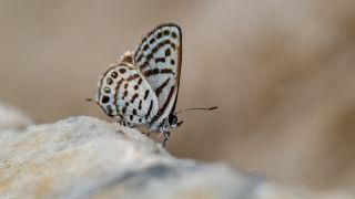 Balkan Kaplan (Tarucus balkanicus)
