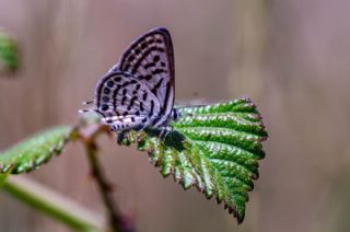 Balkan Kaplan (Tarucus balkanicus)