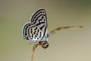 Balkan Kaplan (Tarucus balkanicus)