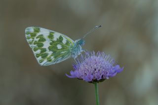 Yeni Beneklimelek (Pontia edusa)