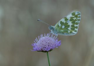 Yeni Beneklimelek (Pontia edusa)