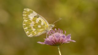 Yeni Beneklimelek (Pontia edusa)