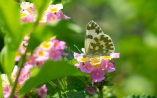 Yeni Beneklimelek (Pontia edusa)