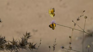 Sar Azamet (Colias croceus)