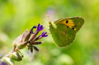 Sar Azamet (Colias croceus)