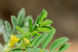 Sar Azamet (Colias croceus)