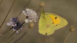 Sar Azamet (Colias croceus)