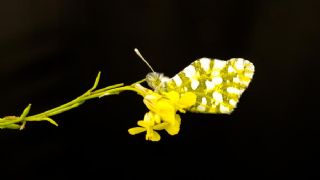 Da Oykls (Euchloe ausonia)