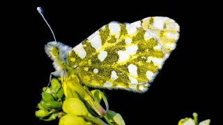 Da Oykls (Euchloe ausonia)