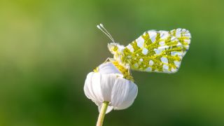 Sar Antenli Zpzp (Thymelicus sylvestris)