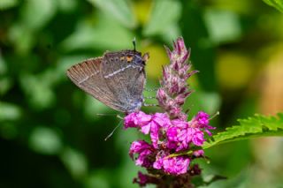 G�zel Sevbeni&nbsp;(Satyrium&nbsp;spini)