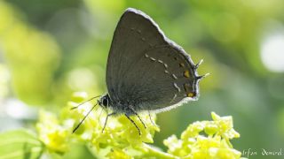 Byk Sevbeni (Satyrium ilicis)