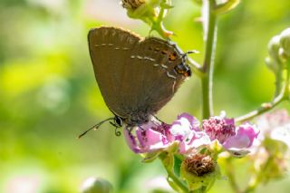 Byk Sevbeni (Satyrium ilicis)