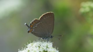 Byk Sevbeni (Satyrium ilicis)