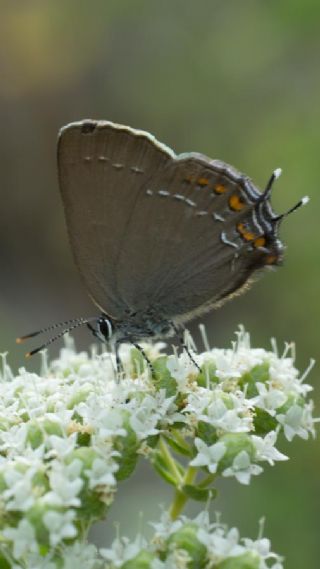 Byk Sevbeni (Satyrium ilicis)