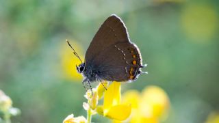 Byk Sevbeni (Satyrium ilicis)