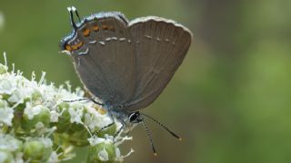 Byk Sevbeni (Satyrium ilicis)