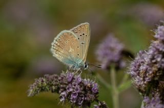 okgzl Dafnis (Polyommatus daphnis)