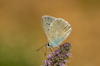 okgzl Dafnis (Polyommatus daphnis)