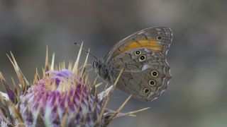 Aa Esmeri (Kirinia roxelana)