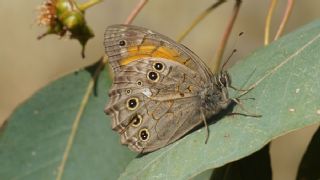 Aa Esmeri (Kirinia roxelana)