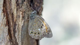 Aa Esmeri (Kirinia roxelana)