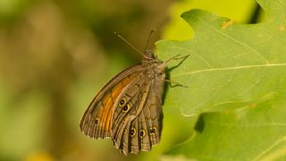 Aa Esmeri (Kirinia roxelana)