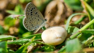 Karsandra (Zizeeria karsandra)