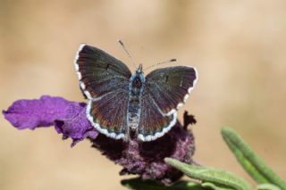 Himalaya Mavisi (Pseudophilotes vicrama)