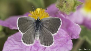 Himalaya Mavisi (Pseudophilotes vicrama)