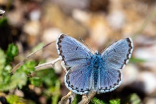 Himalaya Mavisi (Pseudophilotes vicrama)