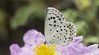 Himalaya Mavisi (Pseudophilotes vicrama)