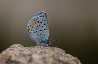 Himalaya Mavisi (Pseudophilotes vicrama)