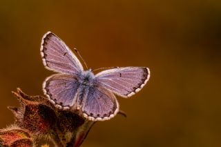 Himalaya Mavisi (Pseudophilotes vicrama)