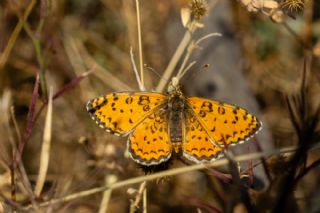 G�zel �parhan&nbsp;(Melitaea&nbsp;trivia)